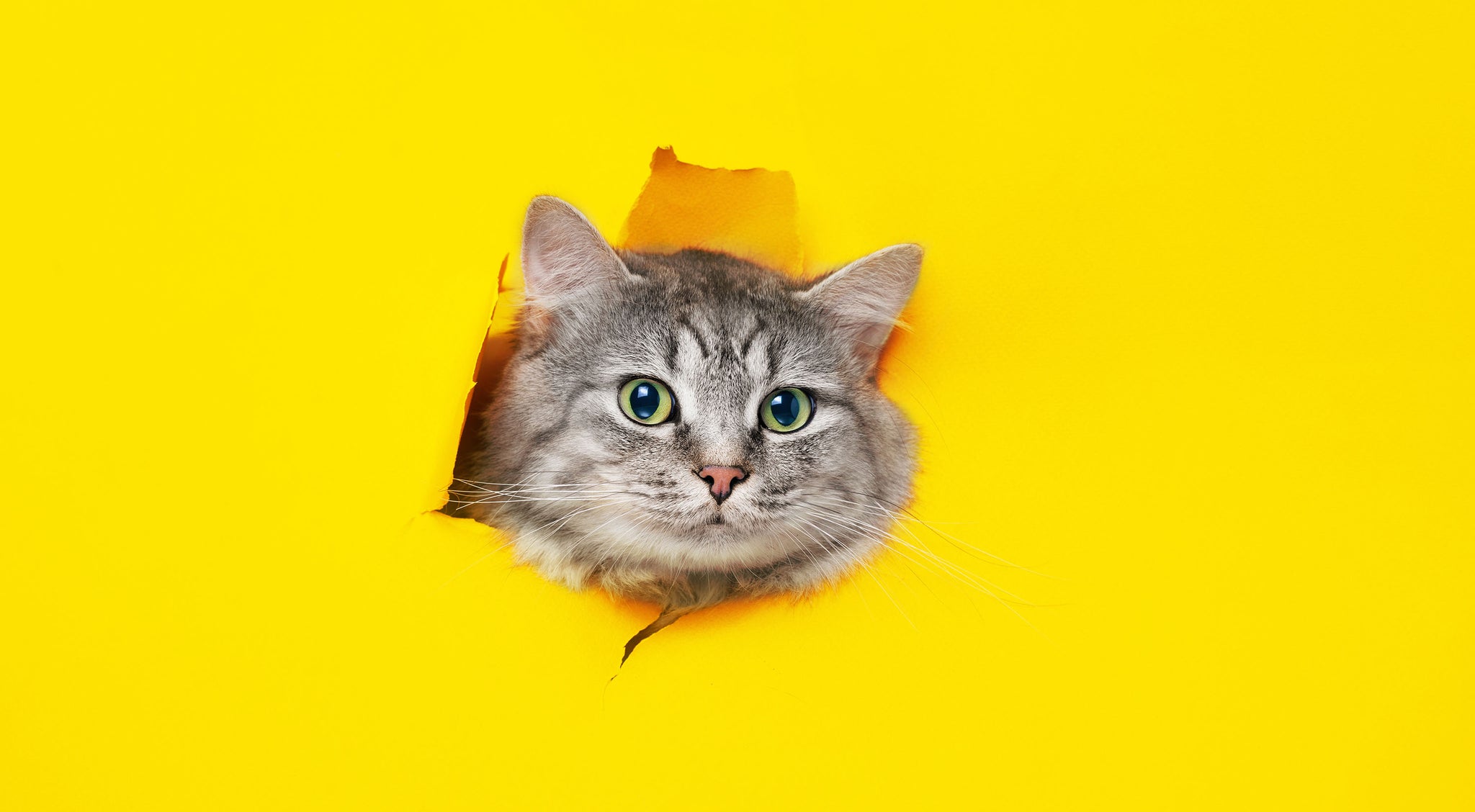 Chats