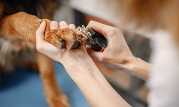 Taille de griffes pour chien