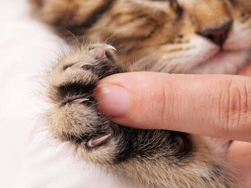Taille de griffes pour chat